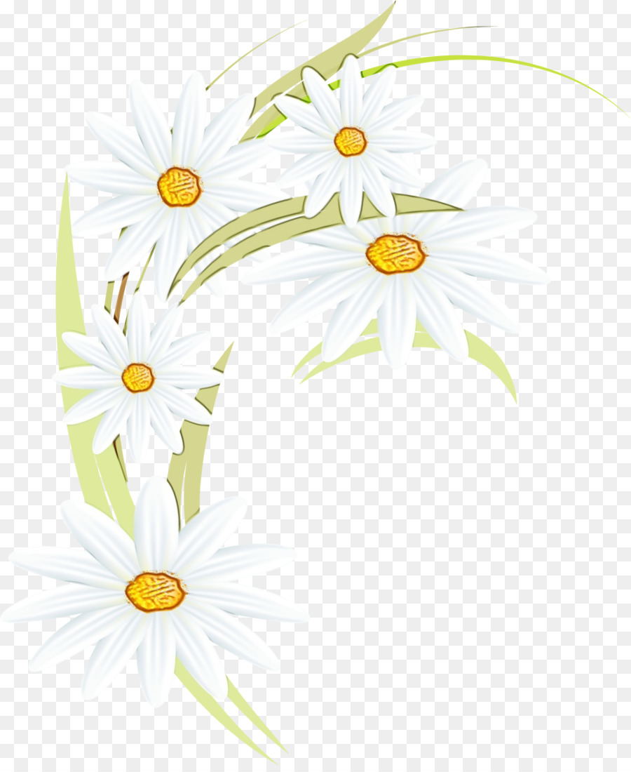 Marguerites Blanches，Marguerites PNG