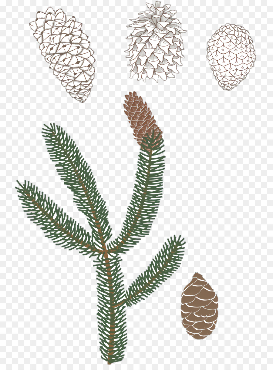 Sapin，Tige De La Plante PNG