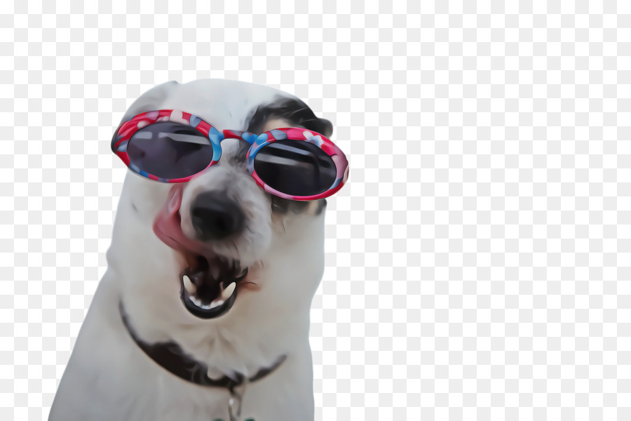 Chien，Race De Chien PNG