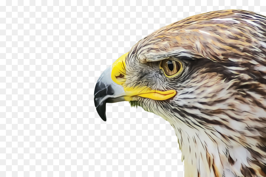 Aigle，Hawk PNG