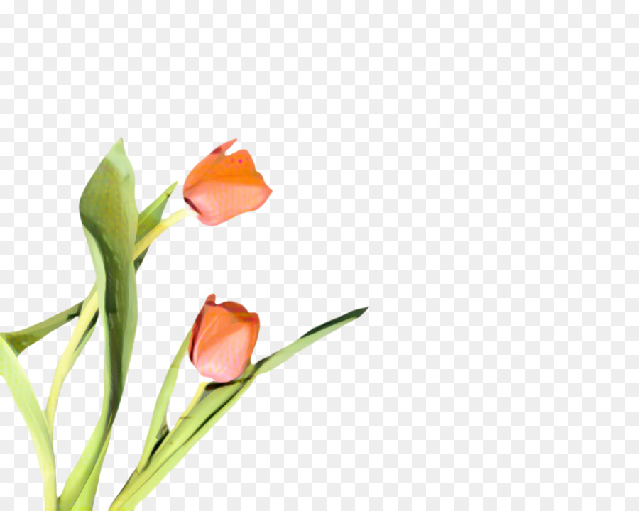 Tulip，Les Fleurs Coupées PNG