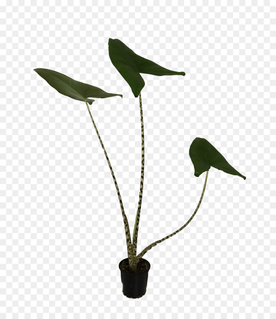 Feuille，Tige De La Plante PNG