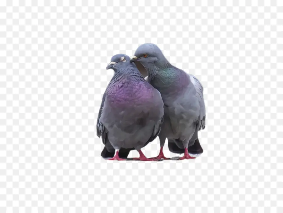 Les Pigeons Et Les Colombes，Bec PNG