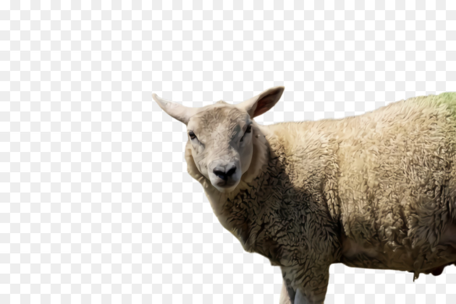 Mouton，Laine PNG