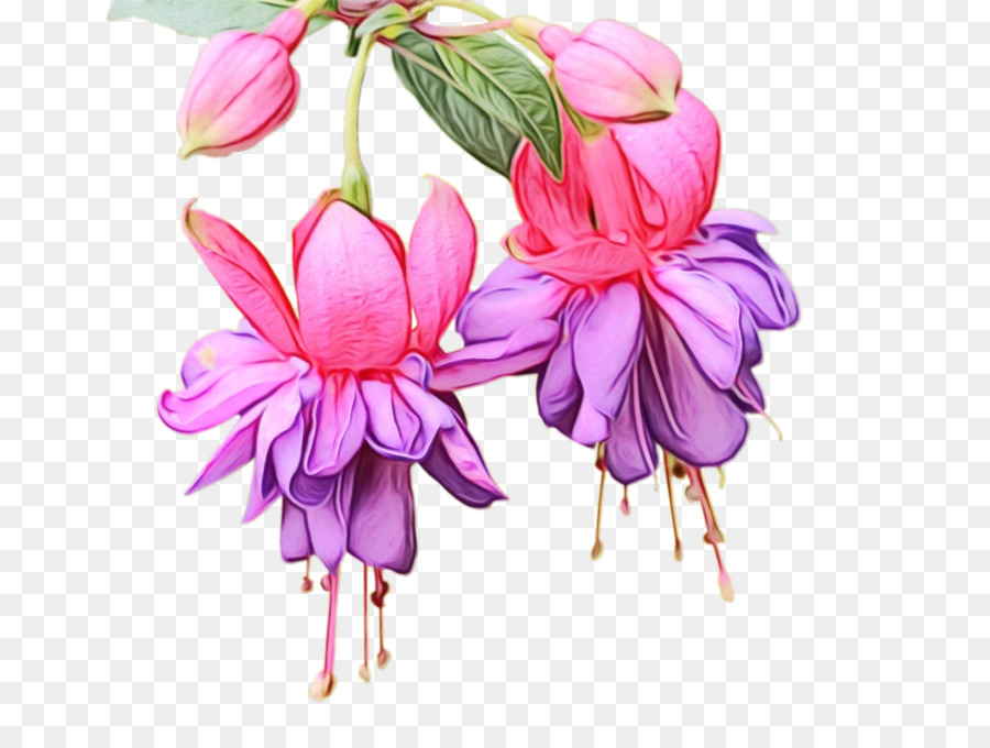 Fuchsia M，Les Fleurs Coupées PNG