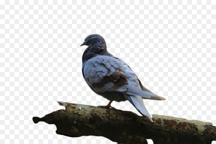 Pigeon Colombin，Les Pigeons Et Les Colombes PNG