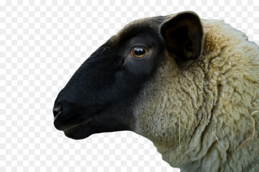 Mouton，Laine PNG