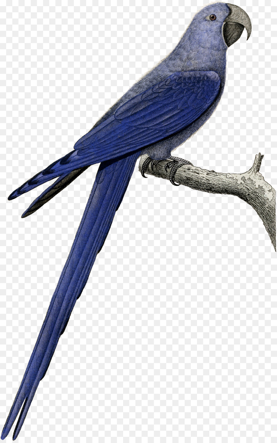 Perroquet Bleu，Exotique PNG