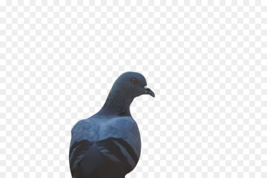 Les Pigeons Et Les Colombes，Bec PNG