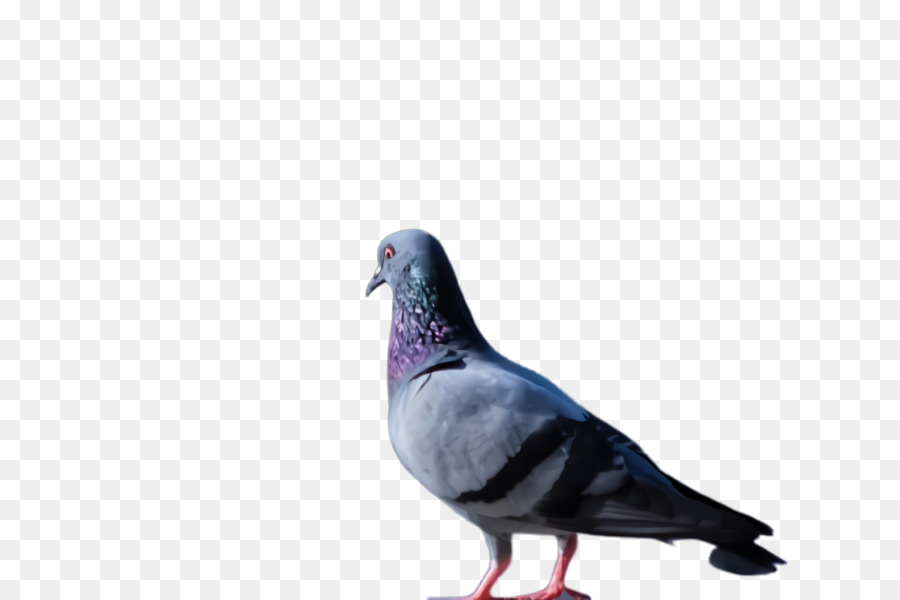 Colombe Blanche，Pigeon PNG