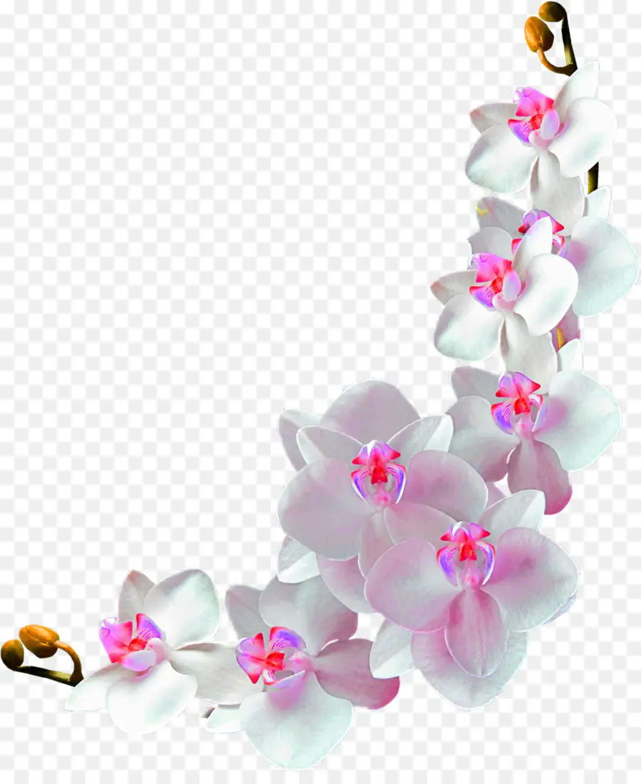 Fleur，Teigne Des Orchidées PNG