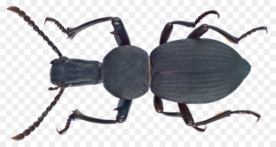 Coléoptère Foncé，Les Arthropodes PNG