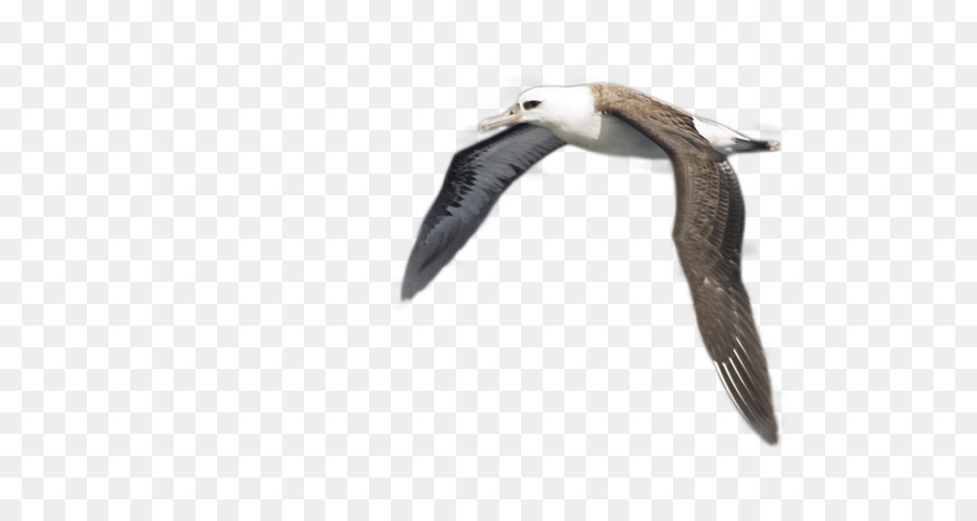 Mouette，Vol PNG