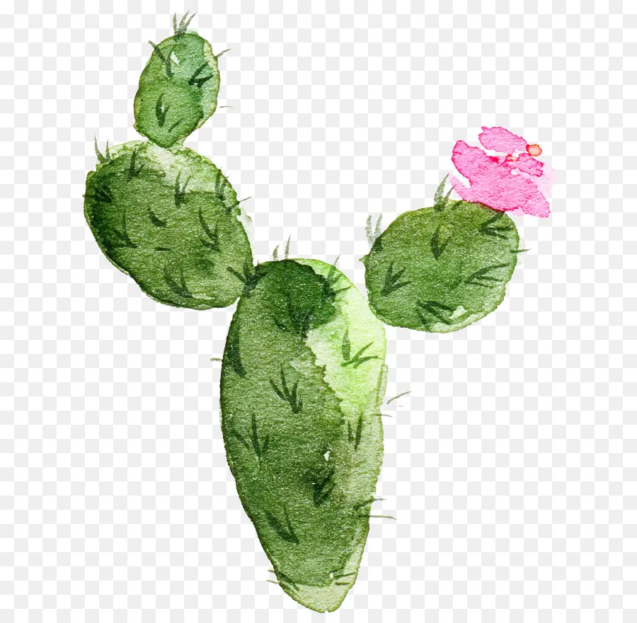 Cactus，Vert PNG