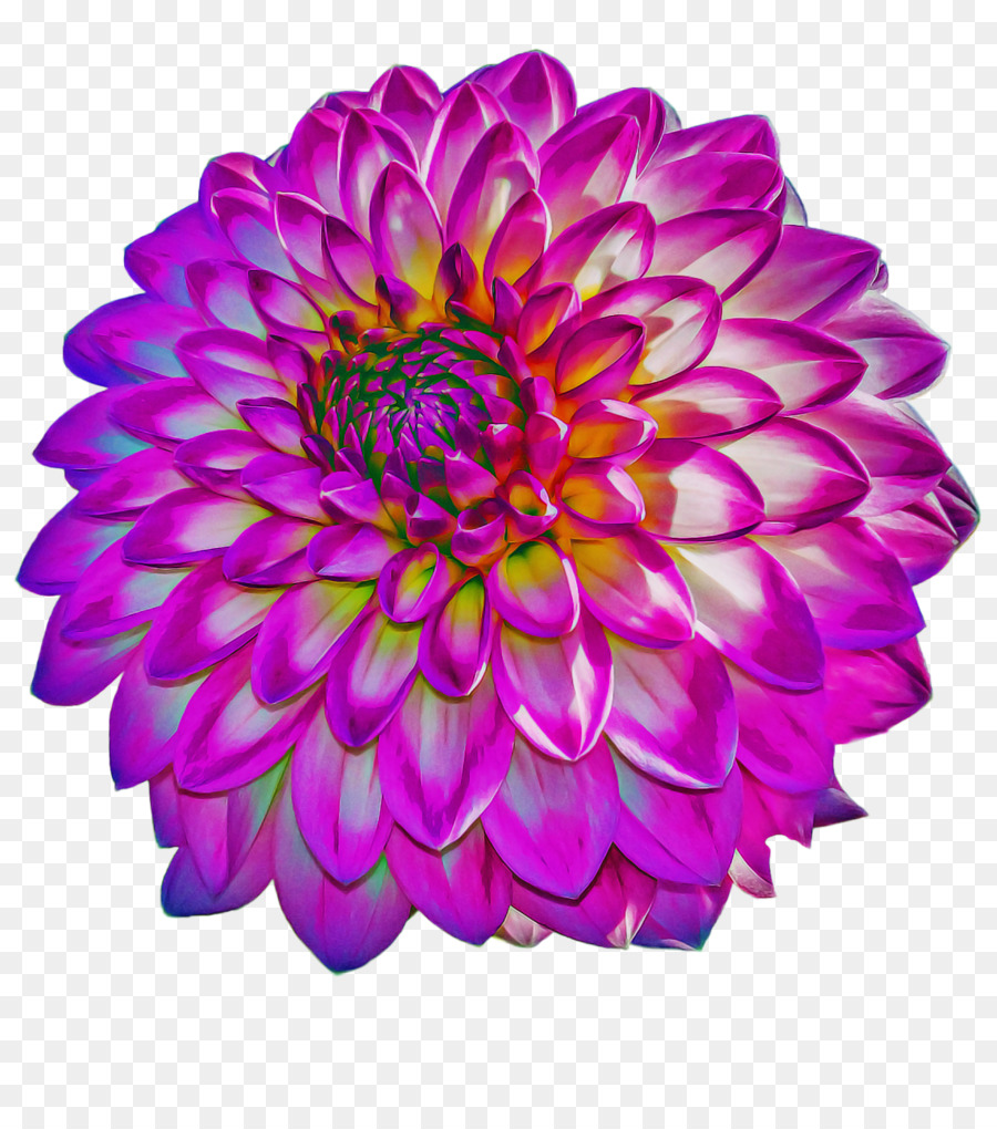 Dahlia，Chrysanthème PNG