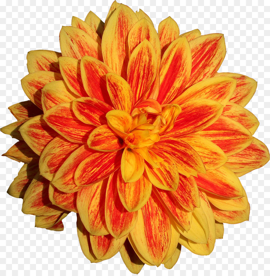 Dahlia，Fleur PNG