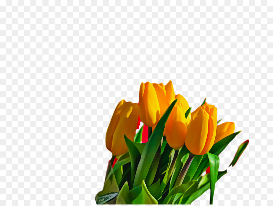 Tulipes Jaunes，Tulipes PNG