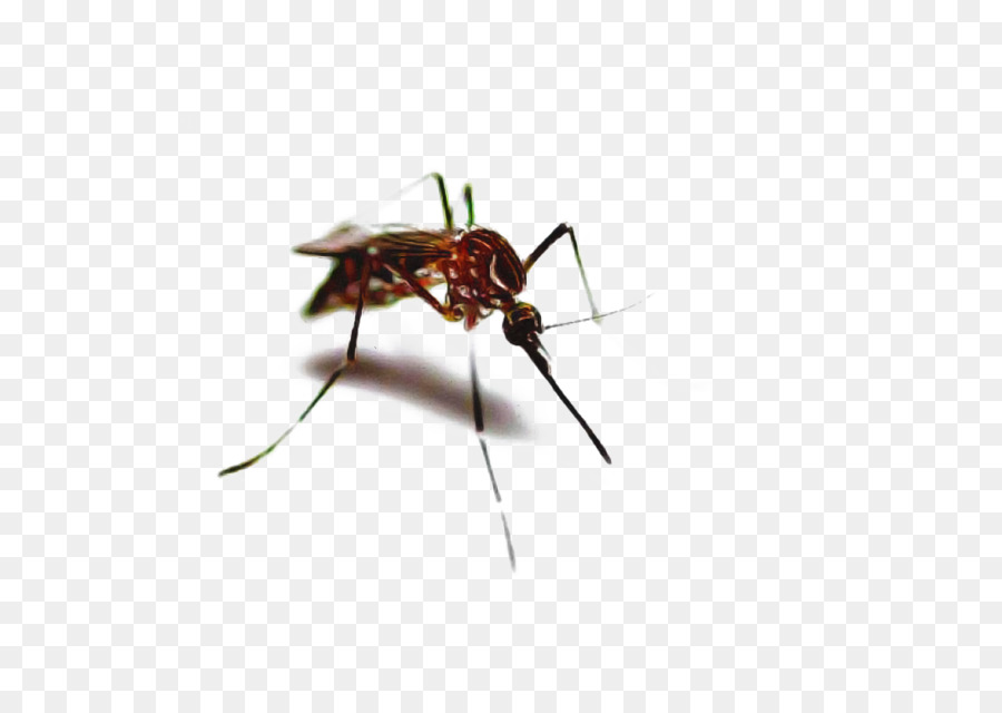 Moustique，Les Insectes PNG