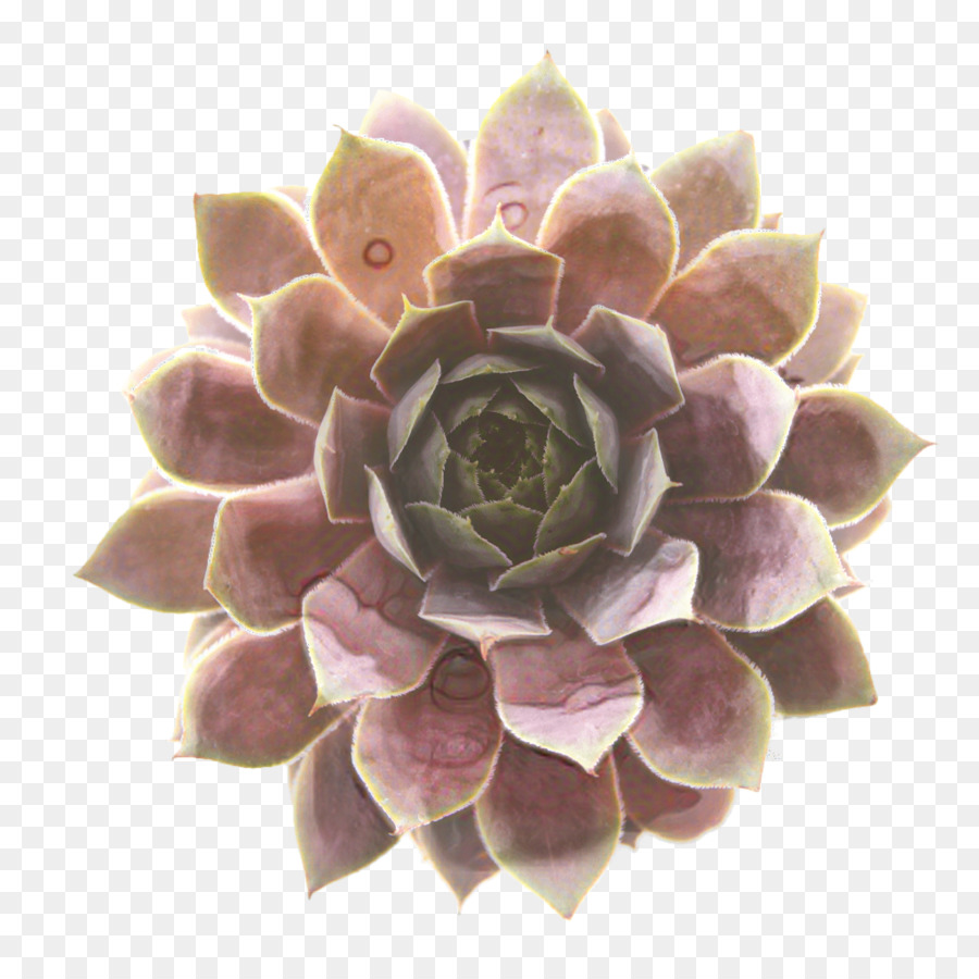 Plante Succulente，Verdure PNG