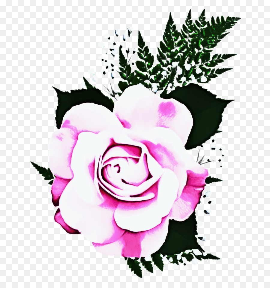 Rose，Rose De Sharon PNG