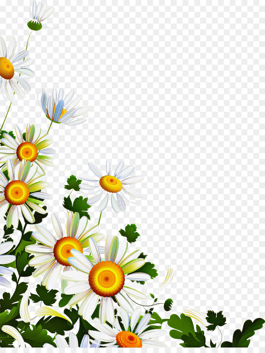 Marguerites Blanches，Marguerites PNG