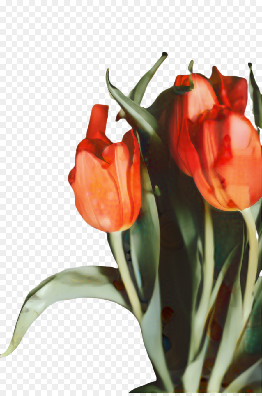 Tulip，Still Life La Photographie PNG
