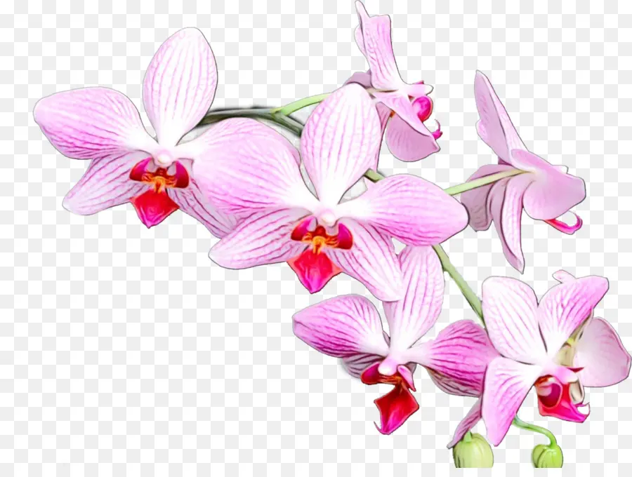 Les Orchidées，Cattleya Cramoisi PNG