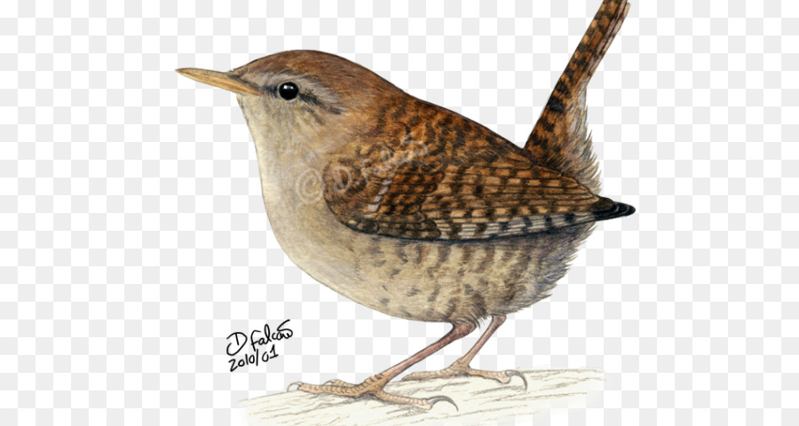 Wren，Oiseau PNG