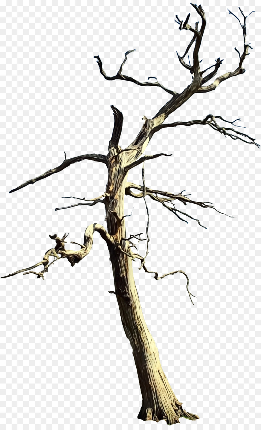 Arbre Mort，Nature PNG