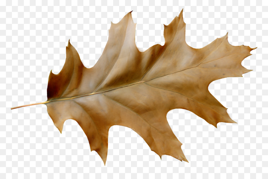 Feuilles Brunes，Automne PNG