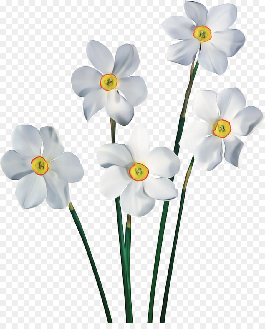 Fleurs Blanches，Fleurir PNG