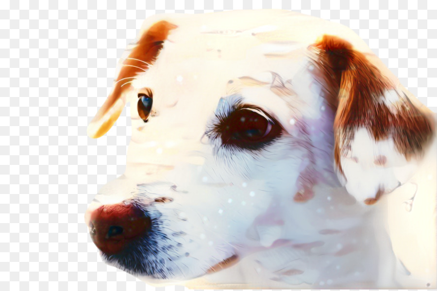 Chien，Chiot PNG