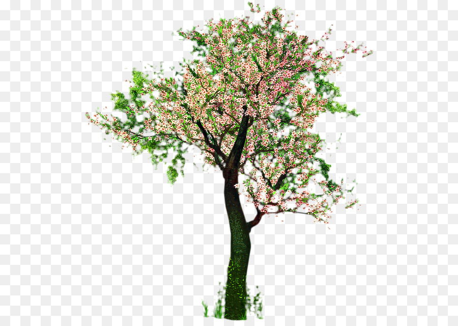 Fleur De Cerisier，Stau150 Minvuncnr Ad PNG