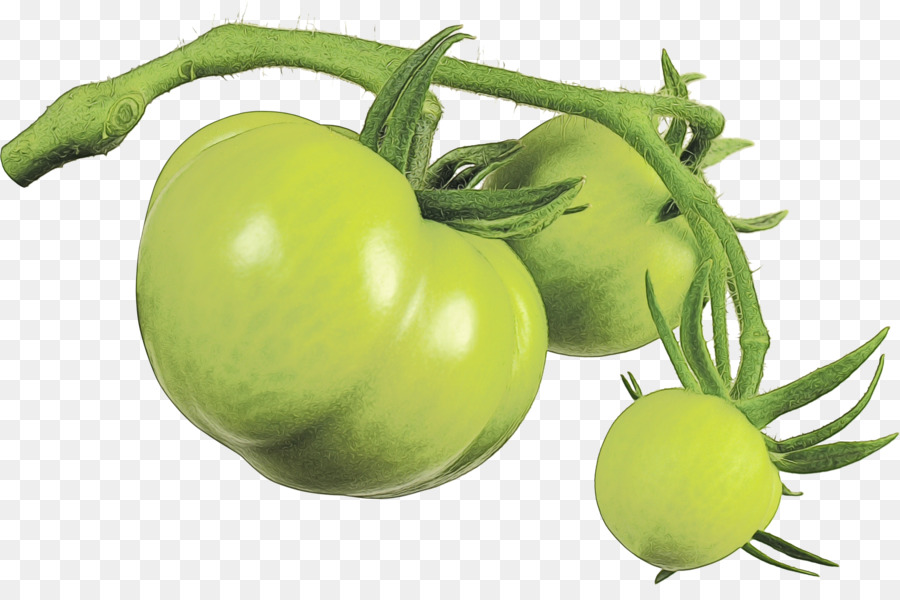 Tomate Verte，Vert PNG