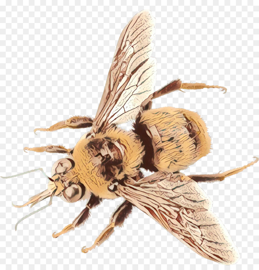 Abeille，Ailes PNG