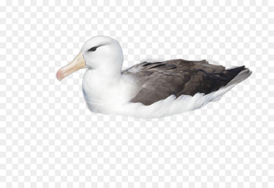 Albatros，Canard PNG
