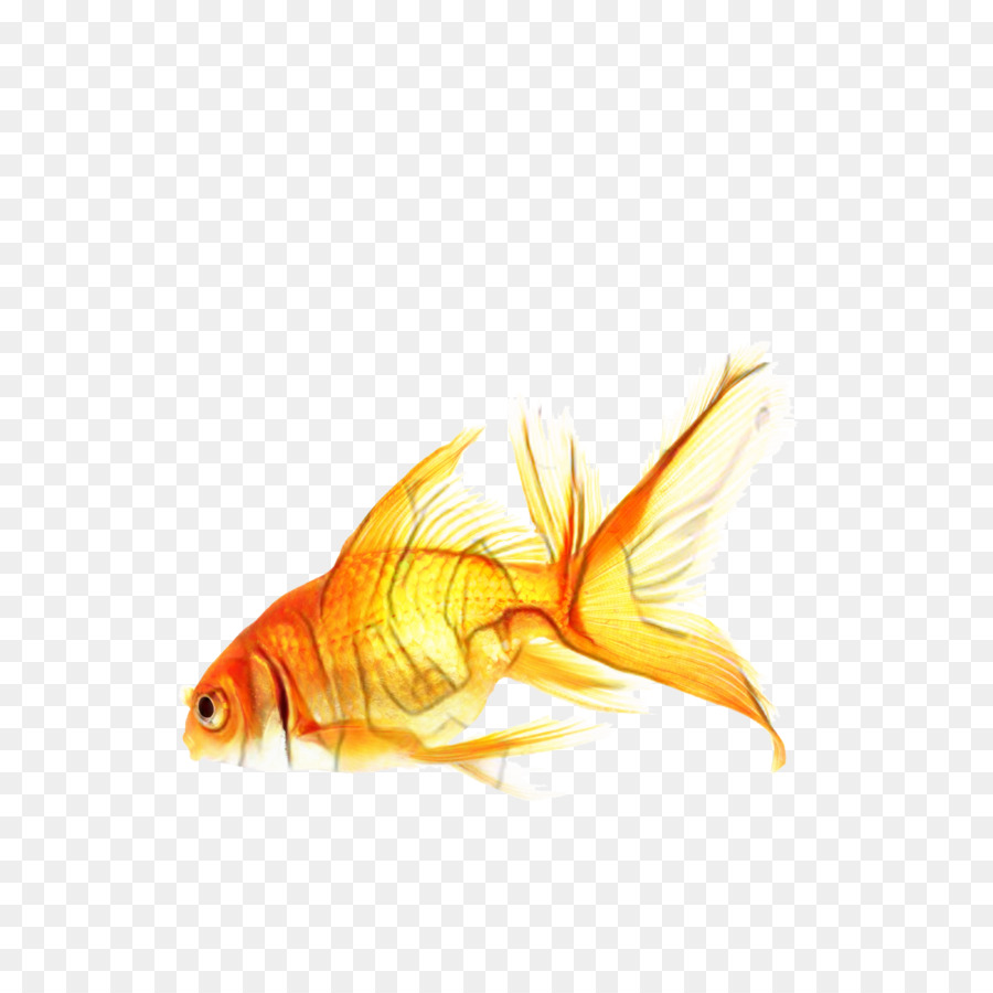 Poisson Sauteur，Eau PNG