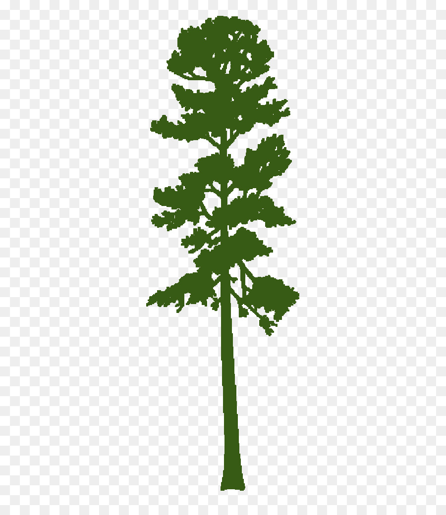 Le Pin Ponderosa，Shortleaf De Pin PNG