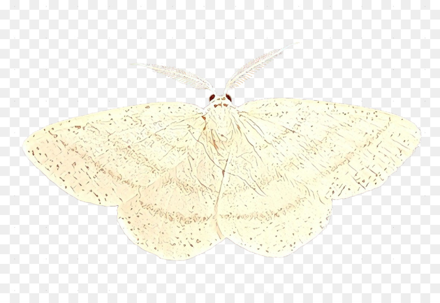 Ver à Soie，Papillon PNG