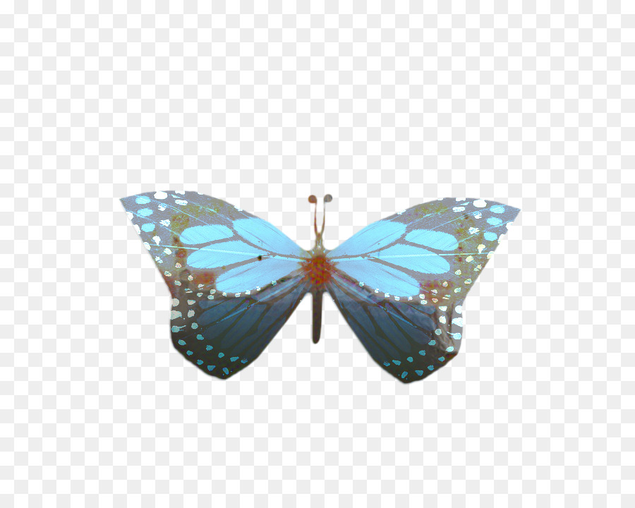 Papillon，Papillon Monarque PNG