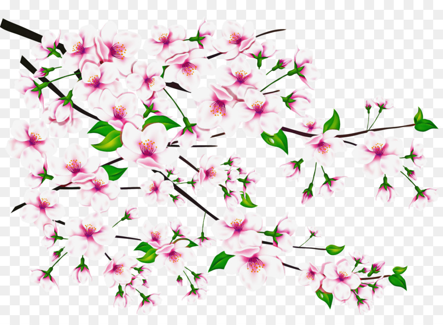 Branche De Fleurs De Cerisier，Fleurs PNG