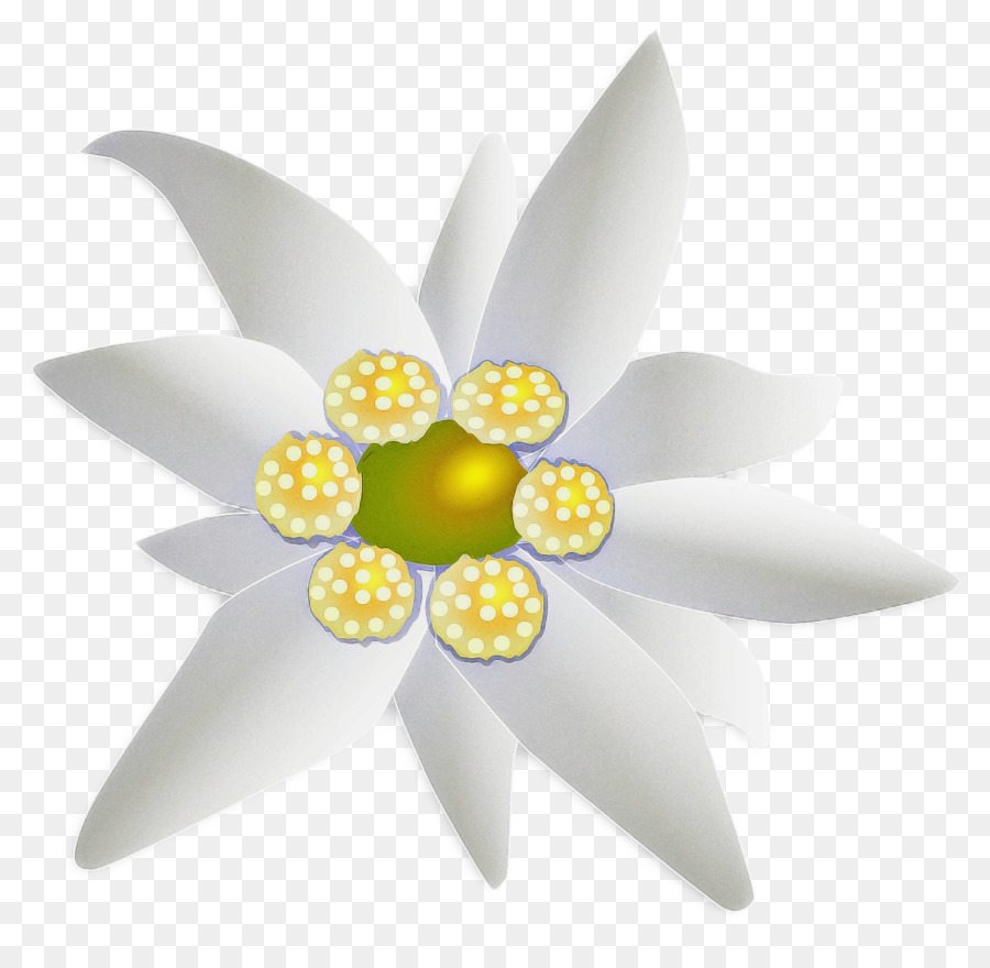 Jaune，La Floraison De La Plante PNG