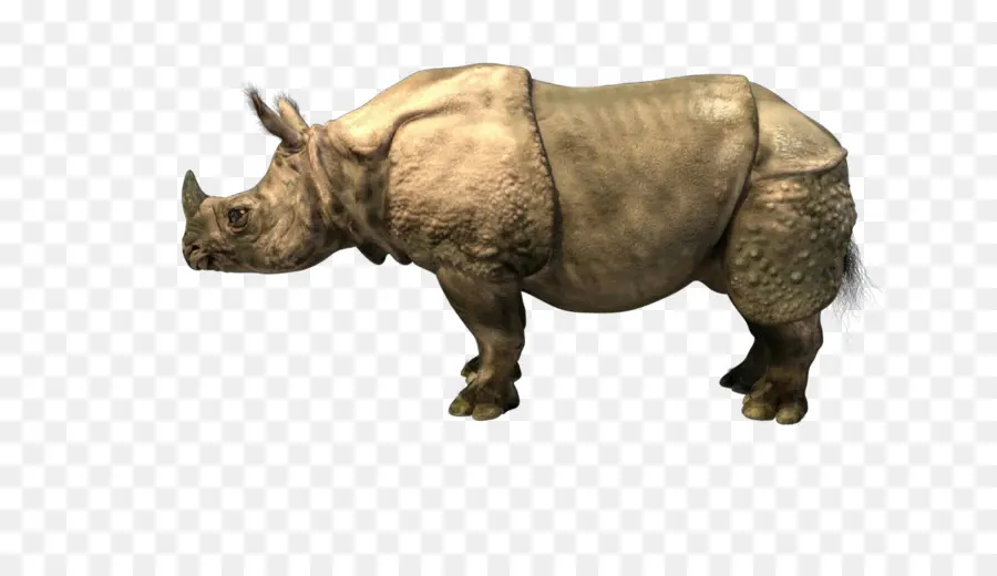 Rhinocéros Laineux，Éteint PNG