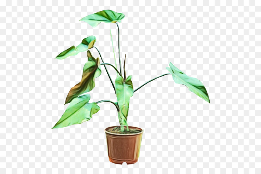 Plante En Pot，Vert PNG