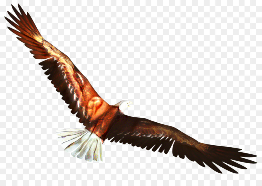 Aigle，Oiseau PNG