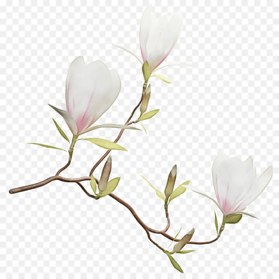 Le Sud De Magnolia，Magnolia Delavayi PNG