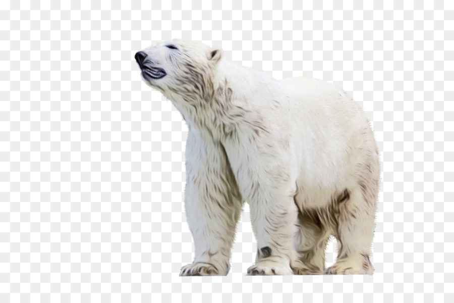 Ours Blanc，Blanc PNG