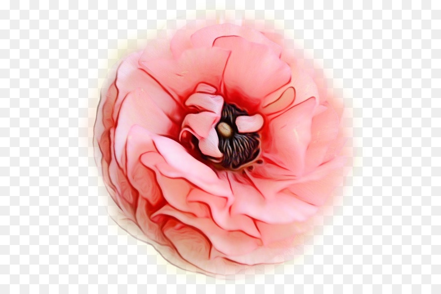 Rose M，La Floraison De La Plante PNG