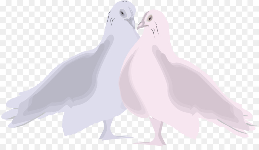 Oie，Cygnes PNG