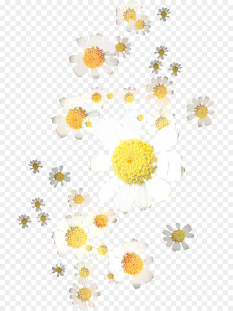 Chrysanthème，Design Floral PNG